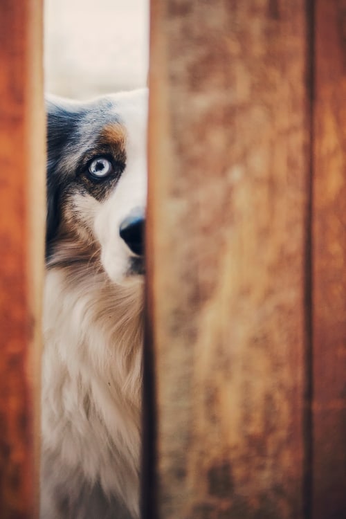 Dog behind wooden fence.