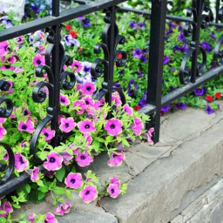 Lawns least wanted weed