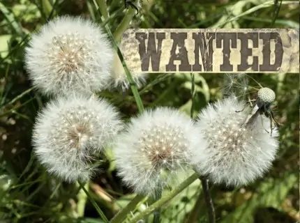wanted